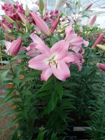 [4163 Tabledance Mak No11.JPG]